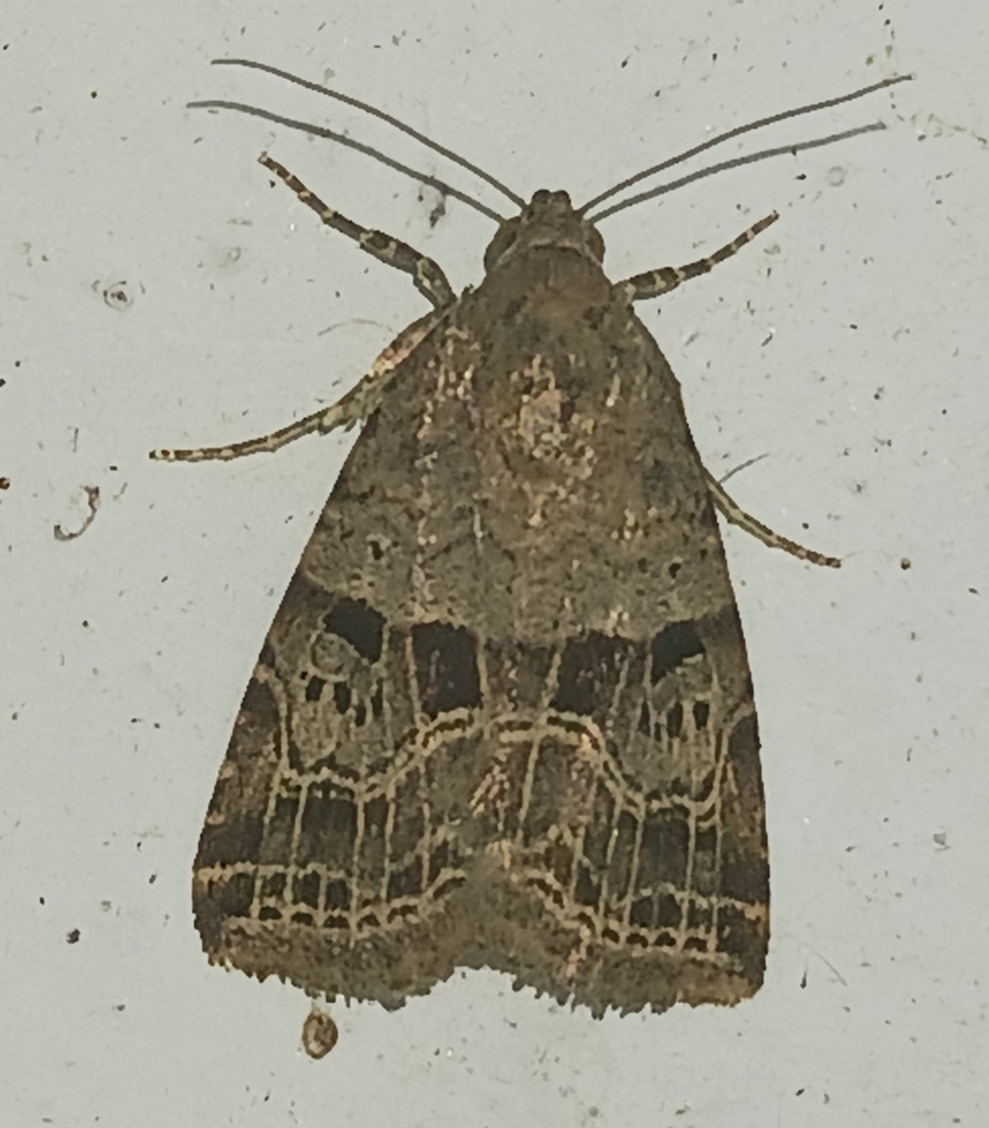 Ozarba venata