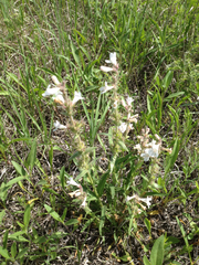 Penstemon albidus