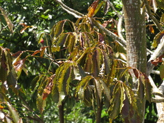 Pseudobombax munguba