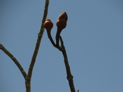 Pseudobombax munguba