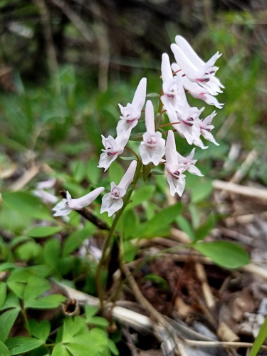 Corydalis repens, photograph 3