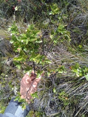 Weinmannia fagaroides