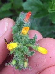 Camissoniopsis robusta