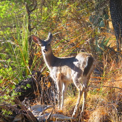 Odocoileus virginianus carminis