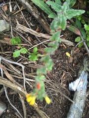 Camissoniopsis robusta
