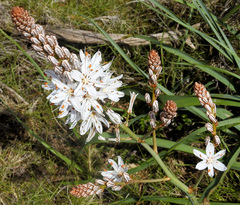 Asphodelus albus