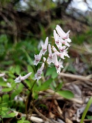 Corydalis repens, photograph (c) Repina Tatyana, some rights reserved (CC BY)