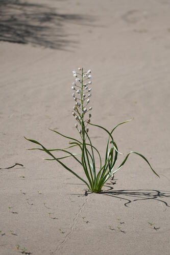 Image of Eremurus Anisopterus (Eremurus anisopterus) by (c) kirinzi, some rights reserved (CC BY)