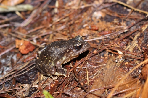 Nahuelbuta Ground Frog, Eupsophus roseus