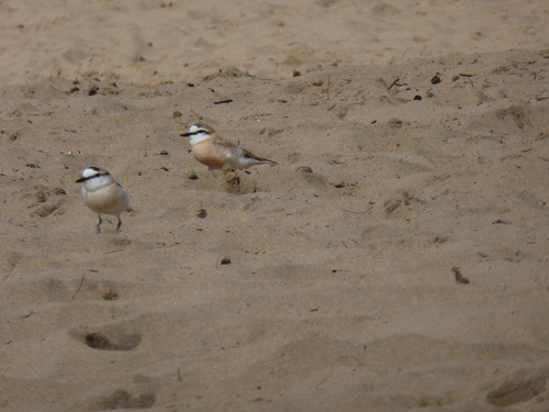 White-fronted Plover (Anarhynchus marginatus), photo 9