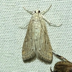 Parapoynx allionealis
