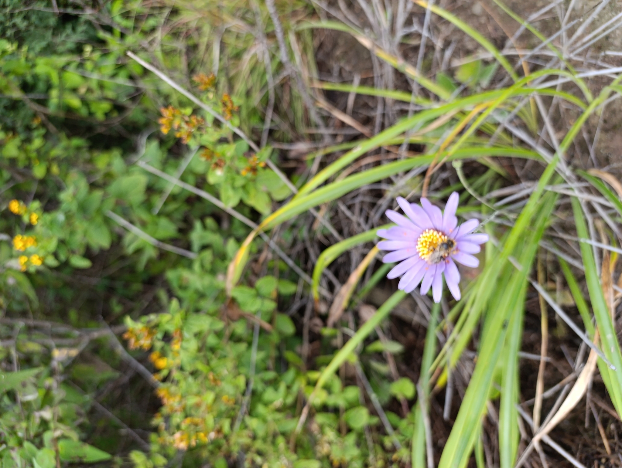 Onoseris hyssopifolia image