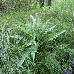 Cirsium douglasii