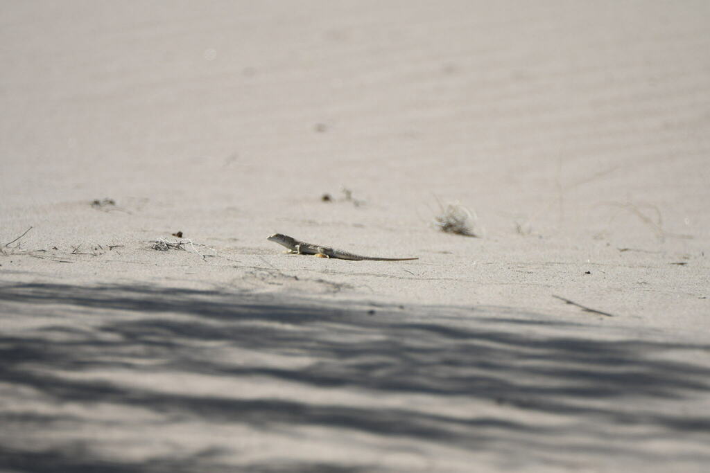 Reticulate Racerunner
