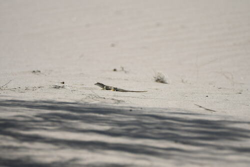 Reticulate Racerunner