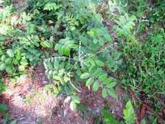 Amorpha paniculata