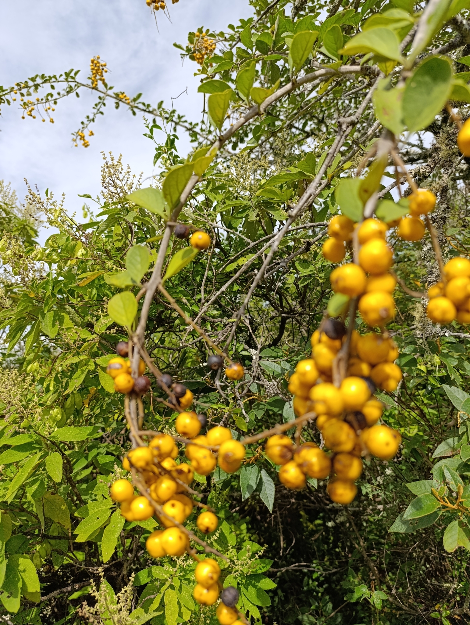 Duranta triacantha image