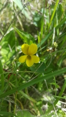 Viola purpurea quercetorum