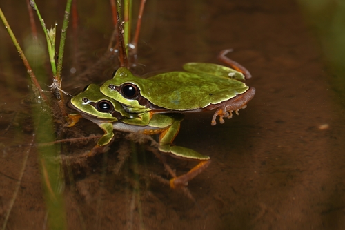 Pine barrens tree frog