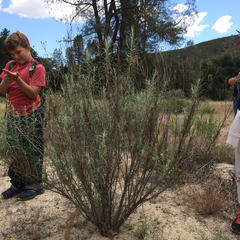 Senecio flaccidus douglasii
