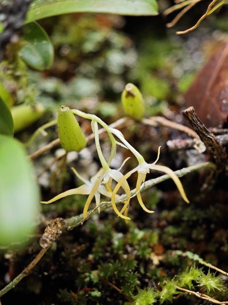 Bulbophyllum kwangtungense