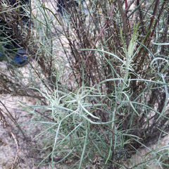 Senecio flaccidus douglasii
