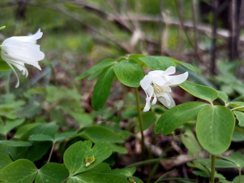 Anemone raddeana, photograph 5