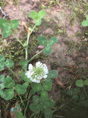 Trifolium repens