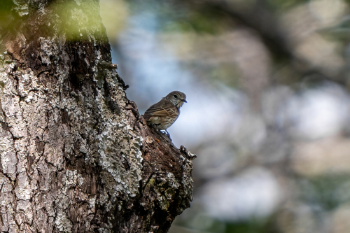 iNaturalist image