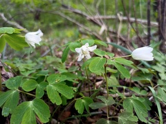 Anemone raddeana, photograph Repina Tatyana, CC BY, iNaturalist via GBIF