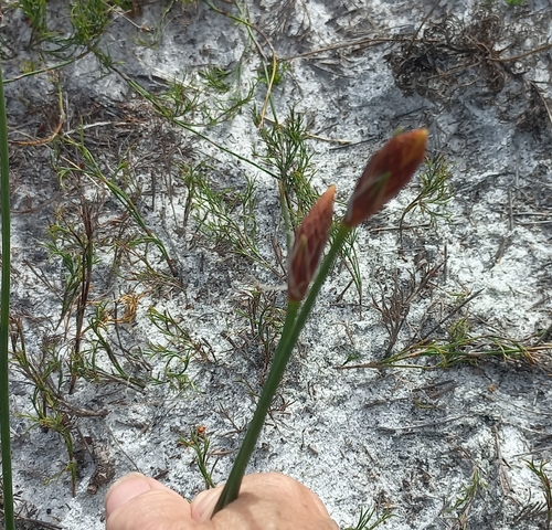 Image of Ficinia deusta by (c) Adele SL, some rights reserved (CC BY)