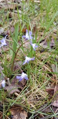 Scilla forbesii