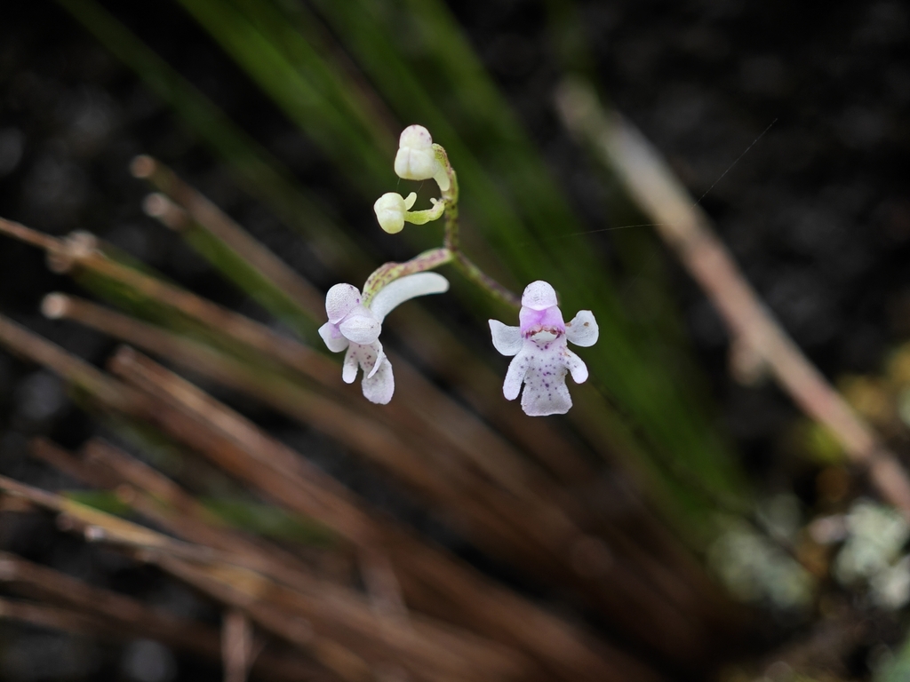 Hemipilia galeata