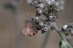 Callophrys augustinus iroides