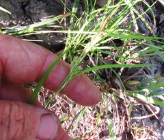 Carex corrugata