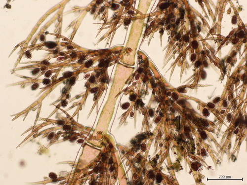 Scagelia pylaisaei observed 2024-04-15