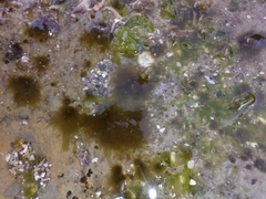 Ectocarpales