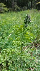 Thalictrum fendleri polycarpum