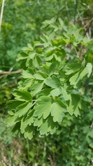 Thalictrum fendleri polycarpum