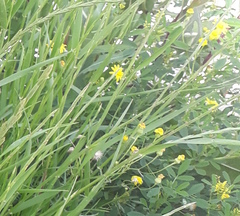 Senecio glaucus