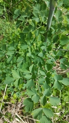 Thalictrum fendleri polycarpum