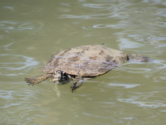 Mauremys leprosa leprosa