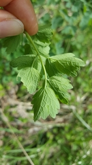 Thalictrum fendleri polycarpum