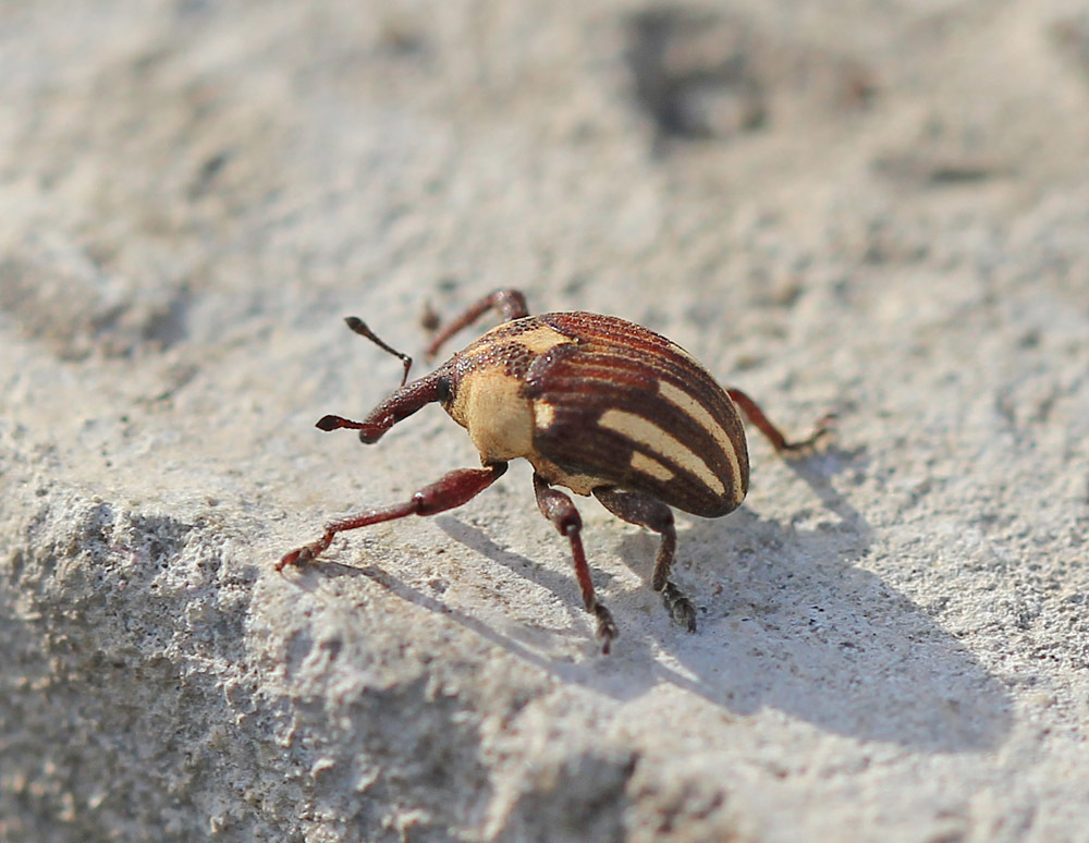 Alcidodes karelinii