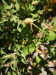 Cistus creticus creticus