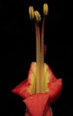 Ruellia inflata