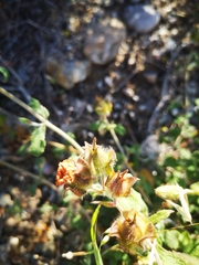Cistus creticus creticus