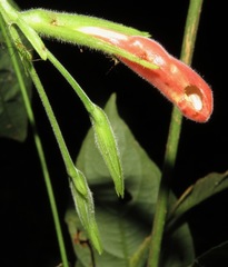 Ruellia inflata