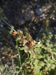 Cistus creticus creticus