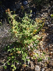 Cistus creticus creticus